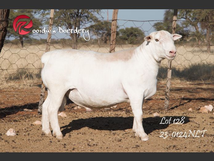 23-0124NLT | ROOIDUIN WHITE DORPER 
STUD 