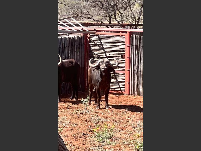BUFFEL | IMPISI SAFARIS