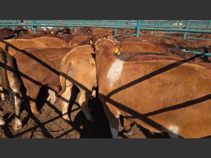 AGRA GOBABIS WEANER AUCTION