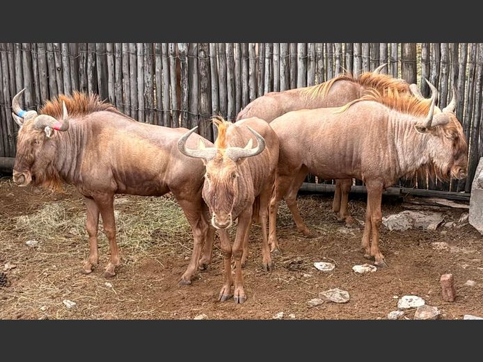 Goue Wildebees Bulle