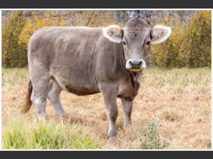 JC 240201 | JC BRAUNVIEH STUD