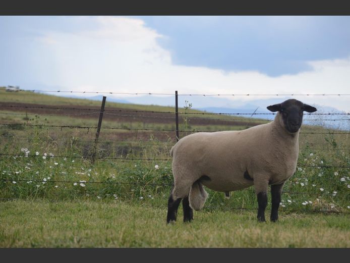 301 240016 | TWEESEUNS