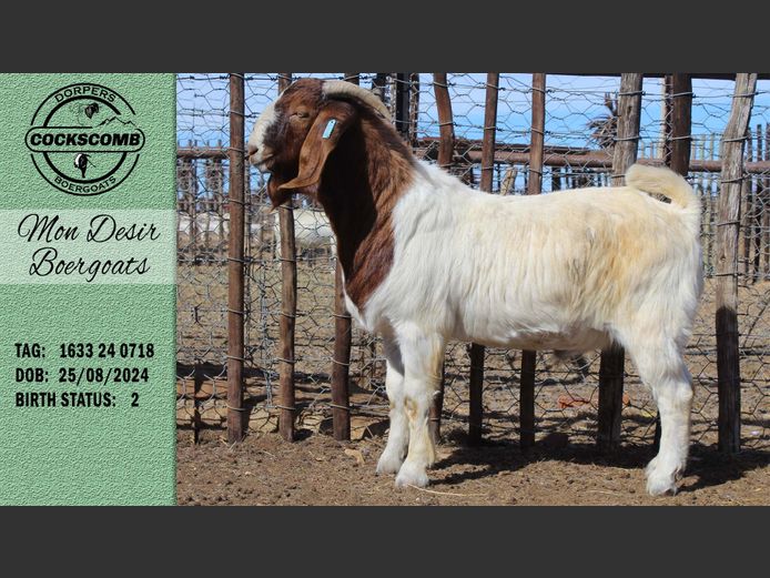 1633 24 0718 | Mon Desir Boergoats
