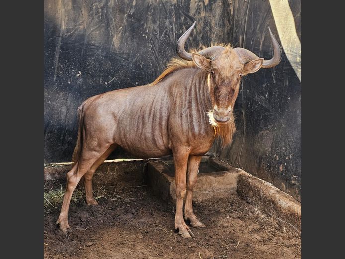 GOLDEN GNU 27 1/8” | STEFAN VISSER