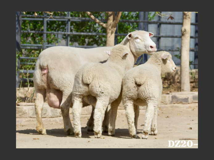 DZ  200005 | 2 STEYNS BOERDERY
