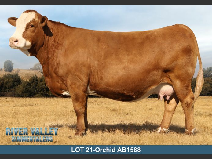 AB1588 | PA ABRAHAMSE