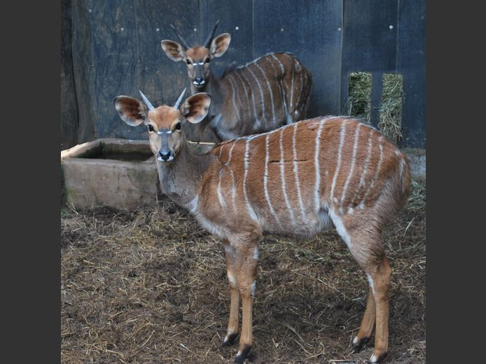 NYALA | BIRKEN VERVOER