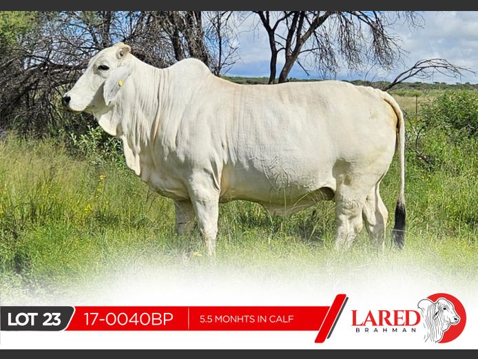 17-0040BP | LARED BRAHMAN
