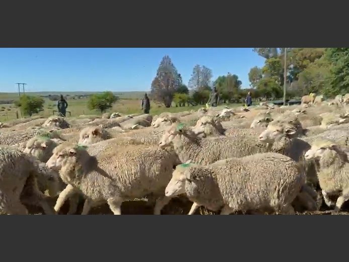 DORMER/DOHNE STOORLAMMERS
(Groen kop)