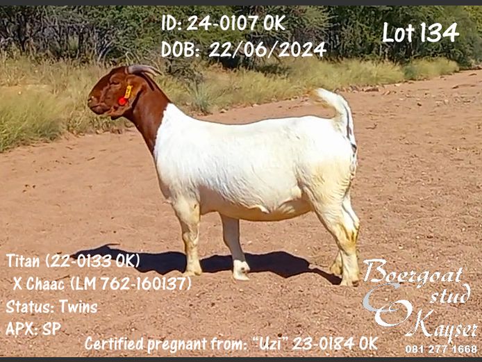 24-0107 OK | Kayser Boergoat Stud