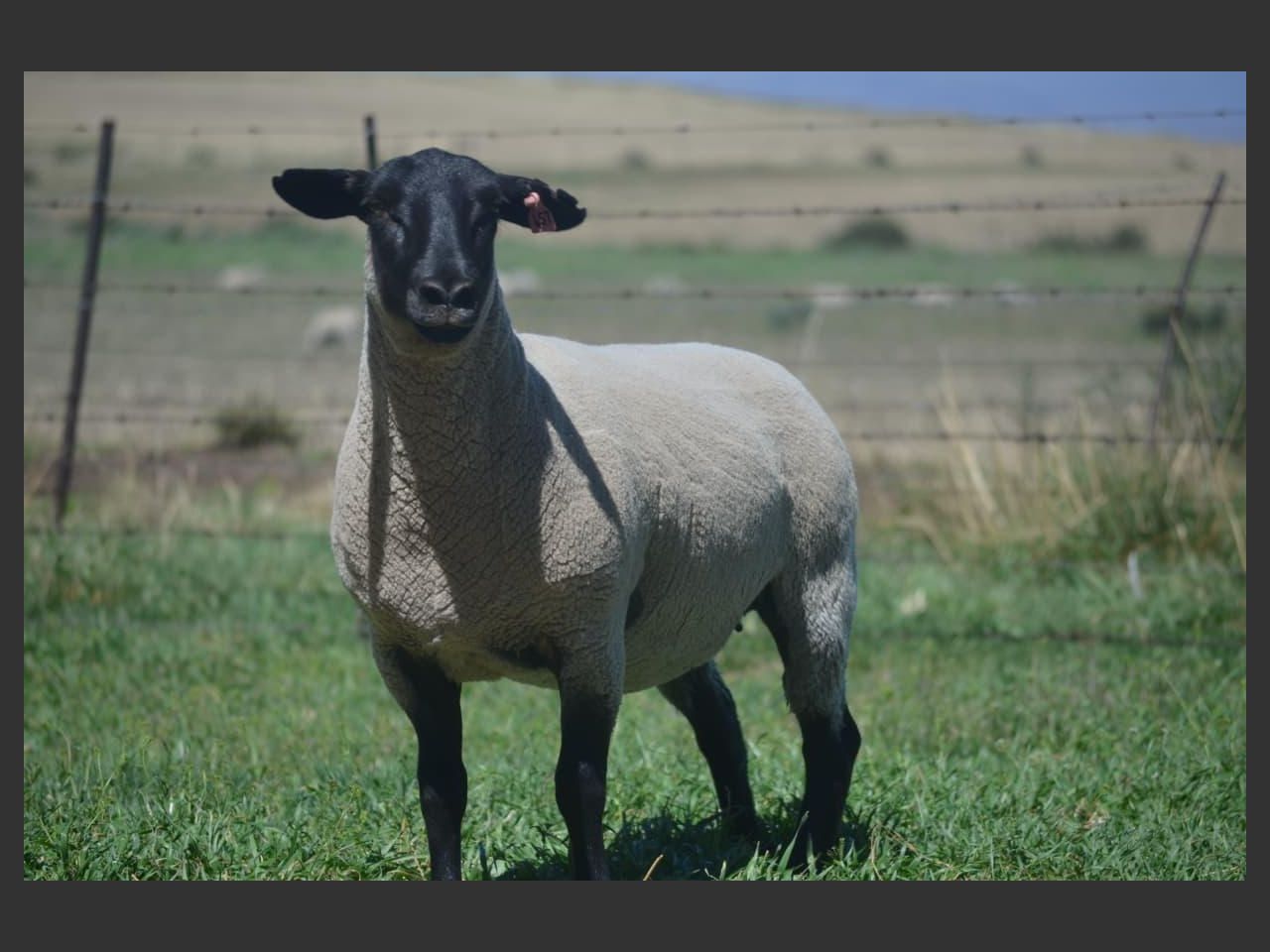 images