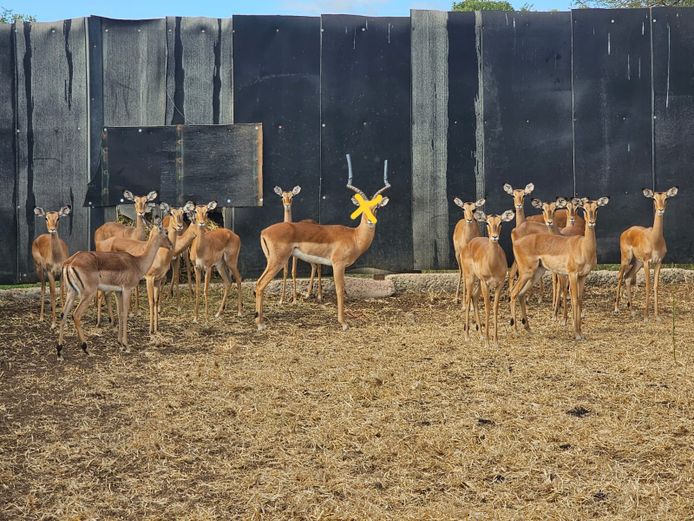 IMPALA | ZEEKOEVALLEY