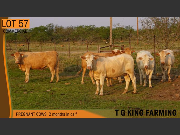 Commercial Animals | T.G.KING FARMING