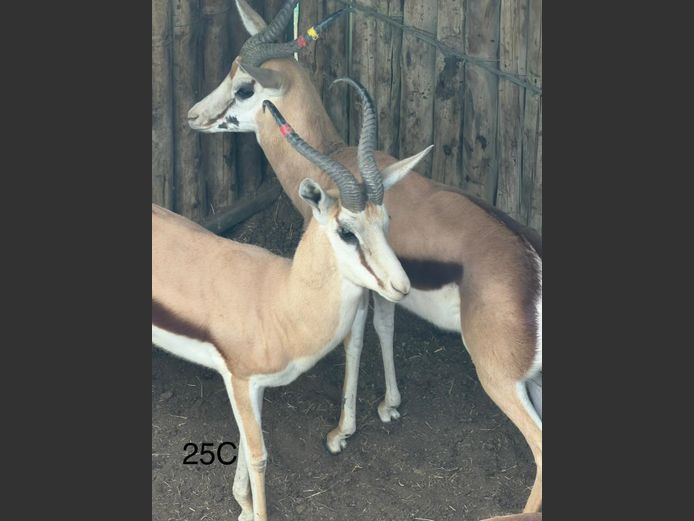 DAMARA SPRINGBOK | KEY GAME