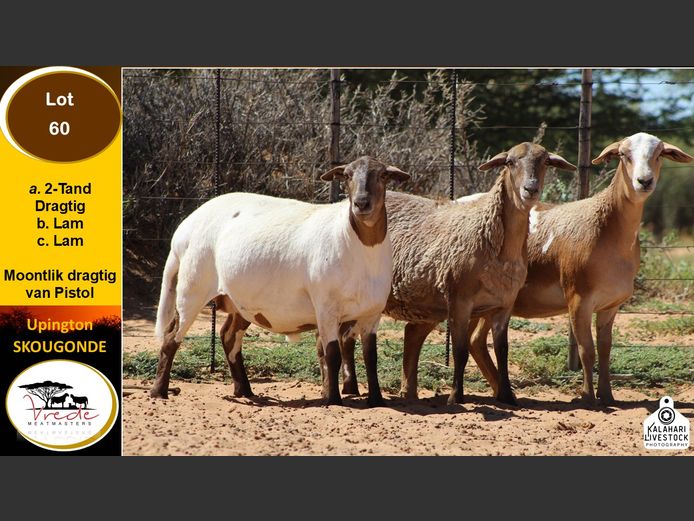 PS 60B | Peter & Christia Scholtz - Vrede Meatmasters