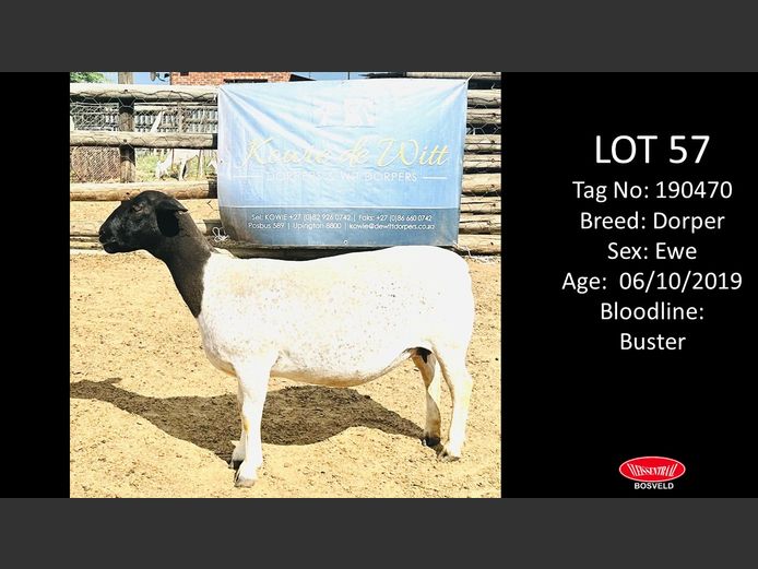 Ewes | KOWIE DE WITT DORPERS
