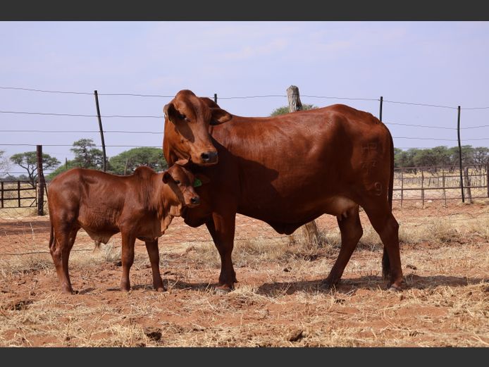 19-0033HR | OMAKWARA BORAN STUD