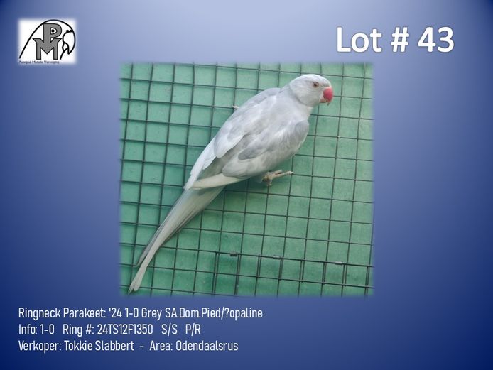 1-0 '24 Ringneck Parakeet: Grey SA.Dom.Pied/?opaline - Tokkie Slabbert