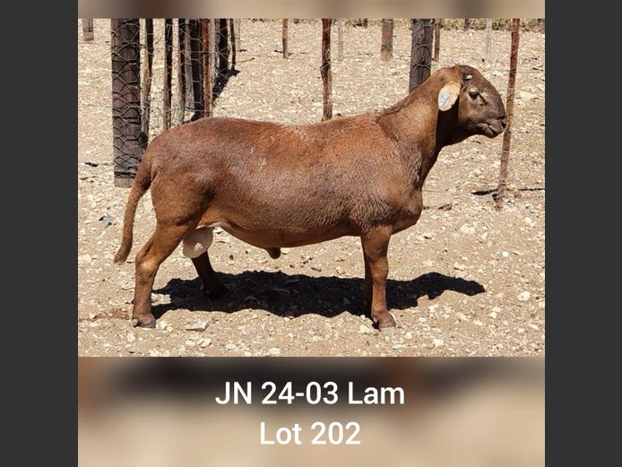 JN 24-03 | DRIEKOP MEATMASTERS