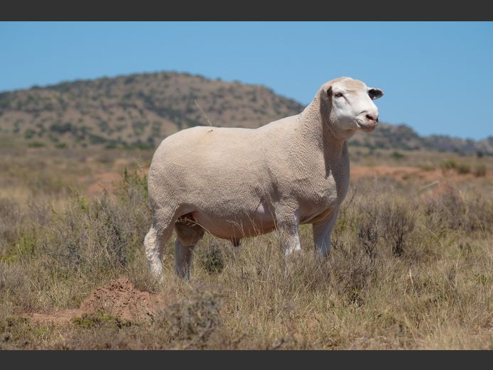 T 240366 | TWEE BROERS DORMER STOET