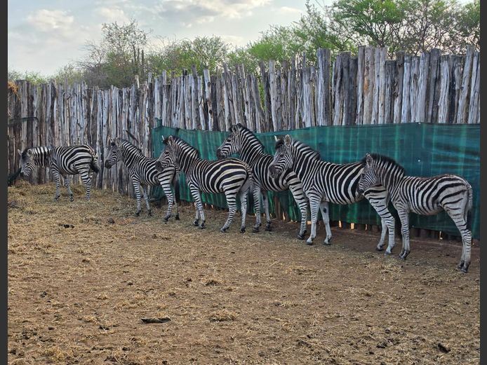 ZEBRA | NYLSVLEI GAME