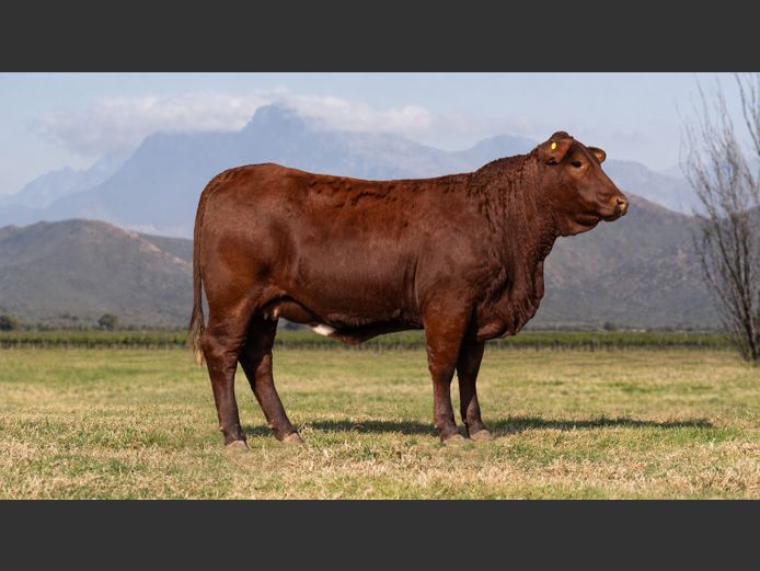 BR240020HH | P.J. NIEMAND