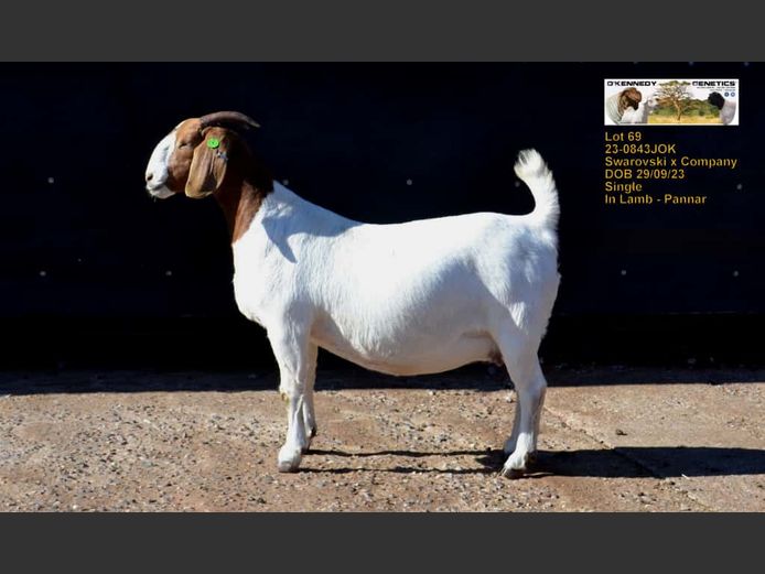 22-0843JOK | O'KENNEDY GENETICS