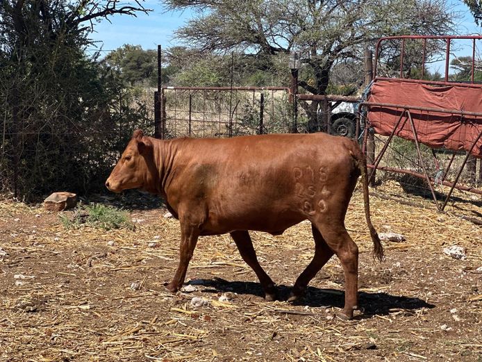 P7S230254 | Piet Swart