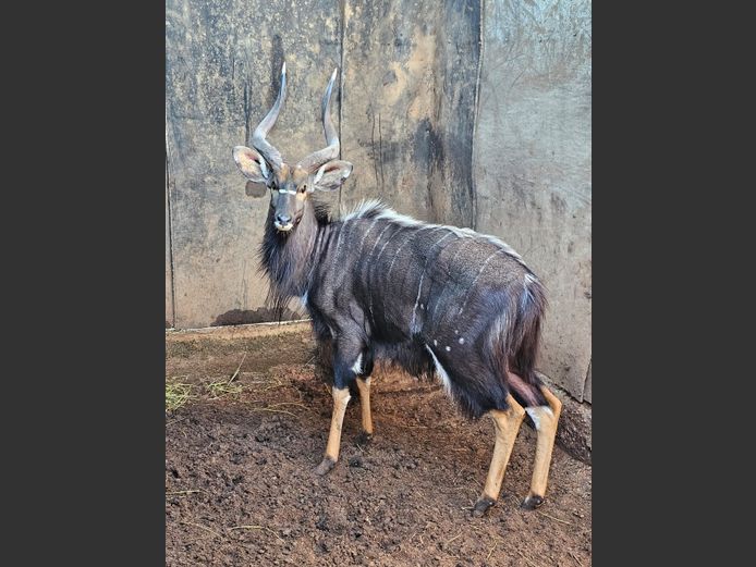 NYALA | DIMAR BOERDERY
