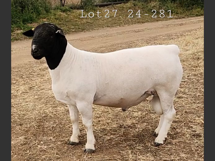 24 281 | Rikus van der Merwe