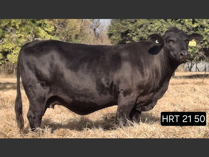 Commercial Animals | Hunters Rest