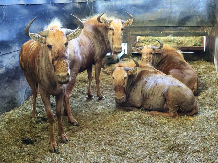 GOUE WILDEBEES | EZELSFONTEIN TRUST