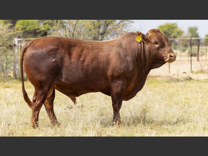 DWB230125 HH(c) | DENBOT BONSMARAS