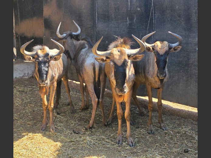 BLOUWILDEBEES | 258 FARMS
