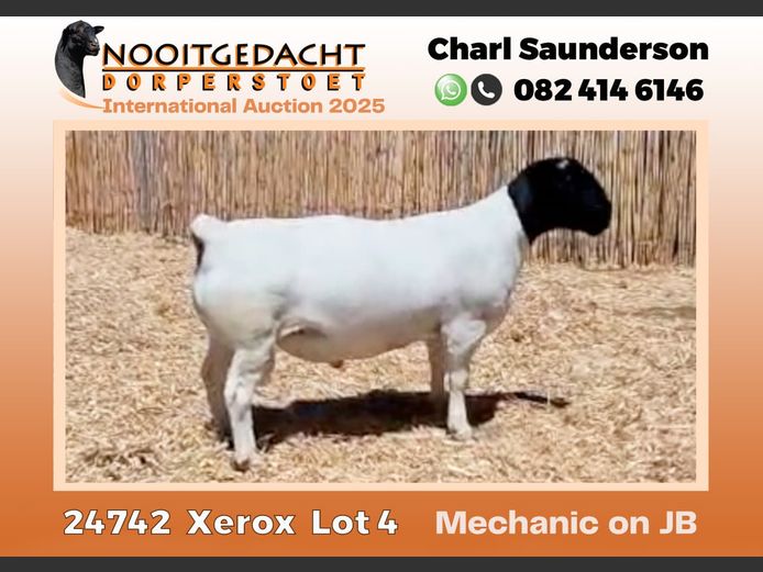 2250 24 0742 | Nooitgedacht Dorpers