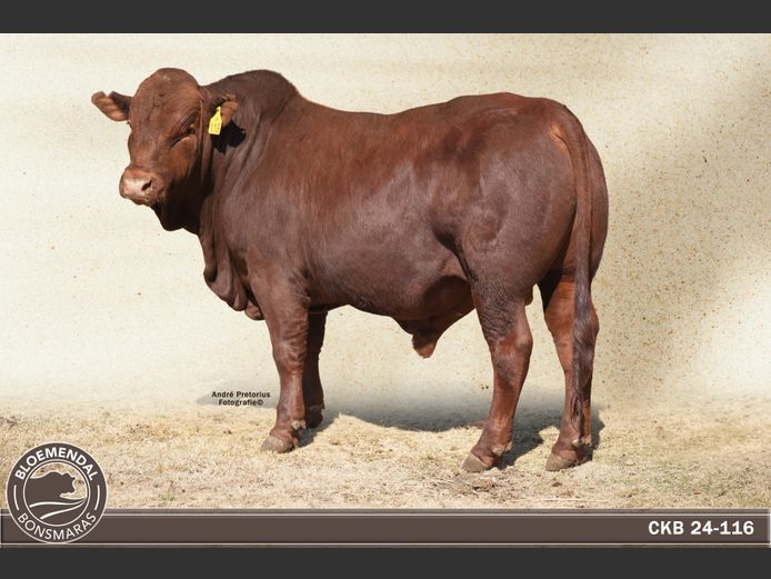 CKB 240116 | CHRIS KRUGELL BLOEMENDAL