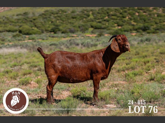 24-015 | H&H Kalahari Reds