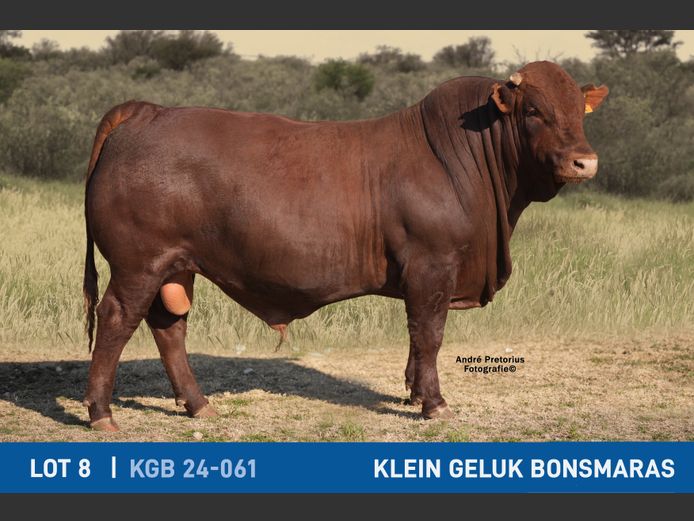KGB240061 | KLEIN GELUK BONSMARAS