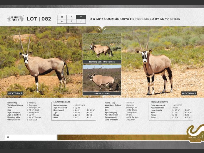 Oryx - Common | Cedrus Internet Solutions