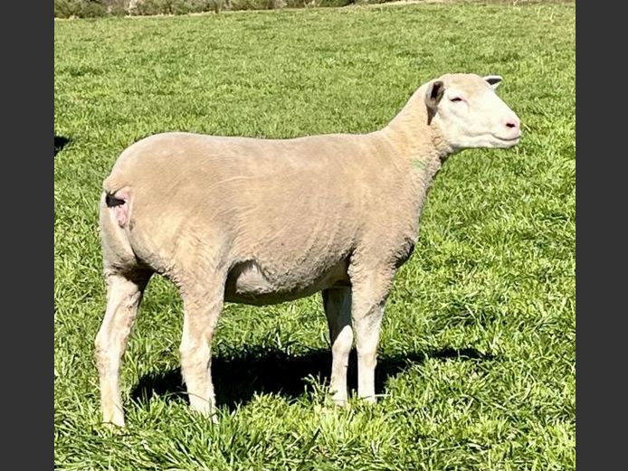 BS 240245 | HAGELAND ILE DE FRANCE