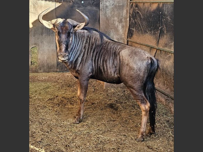 BLUE WILDEBEEST | DITJABE