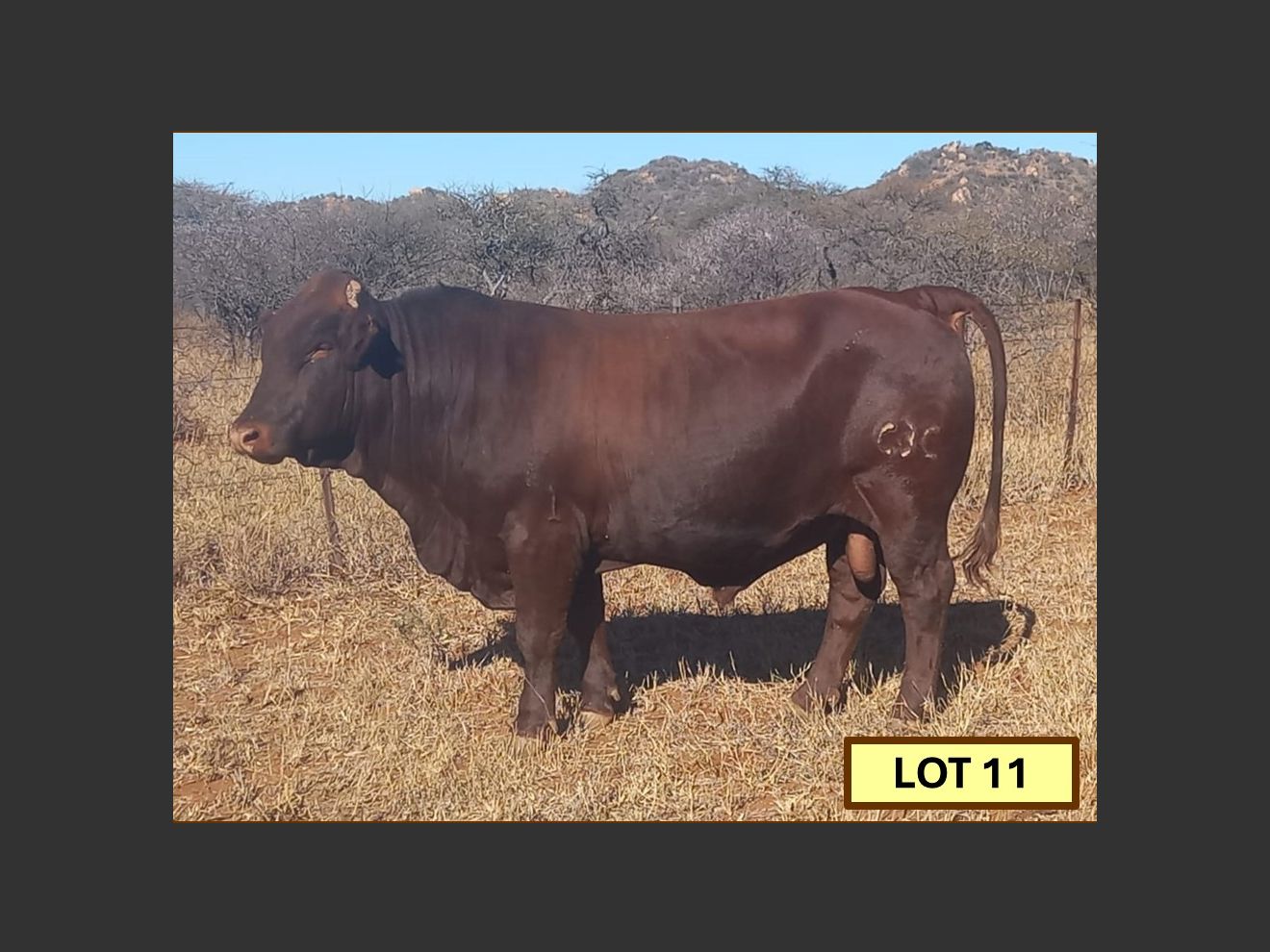 Lot 11 BRISTOW BONSMARA 52ND ANNUAL PRODUCTION SALE SwiftVEE