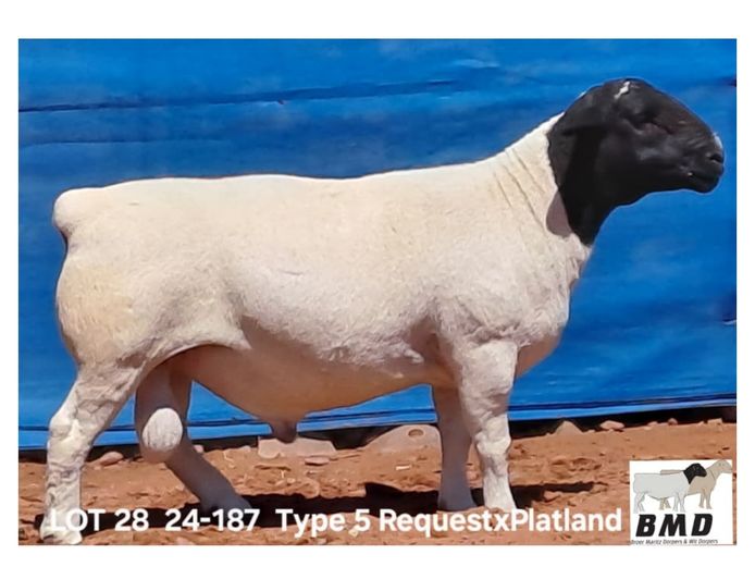 24-187 | BROER MARITZ DORPERS