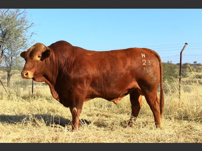 23-0009N | OAS BEEFMASTERS