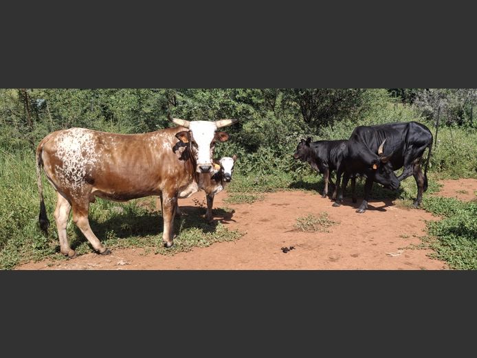 Commercial Animals | ARIES FAMILIE TRUST
(P.MARTIN)