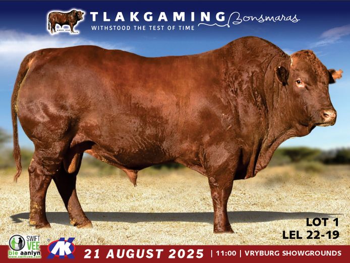 LEL220019 | LEE & SON