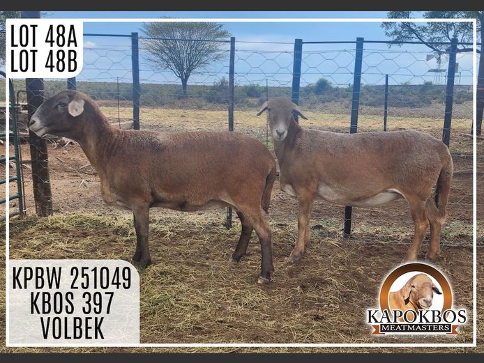 KPBW251049 | Kapokbos Meatmasters