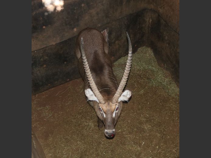 Waterbok