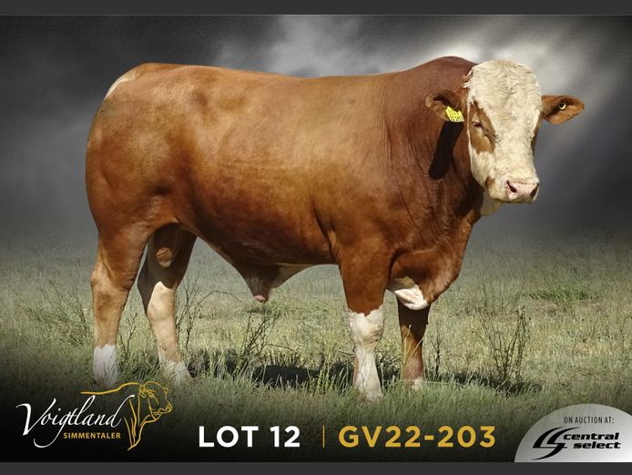 GV22-0203 | VOIGTLAND SIMMENTALER