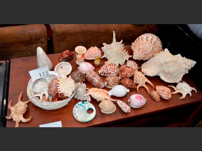 COLLECTION SEASHELLS